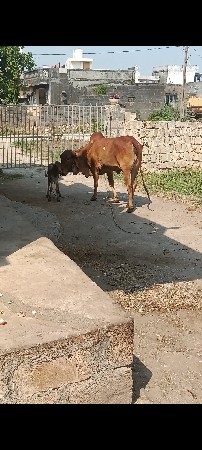 ગીર હોડકી વેચવાની છે