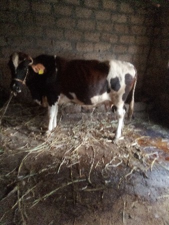 ગાય છે