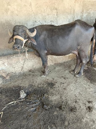 બીજુ વેતર