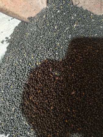 કાળા મગ બેરલ ના