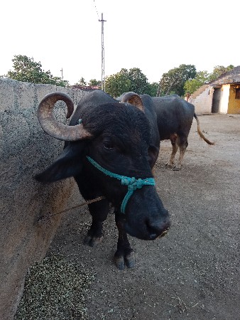ભેંસ વેચવાની છે .