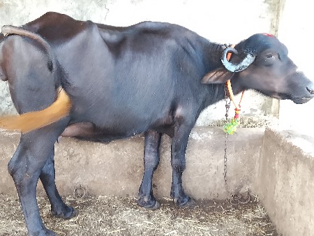 ખળેલી વેચવાની છે