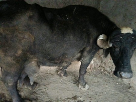 ભેસ