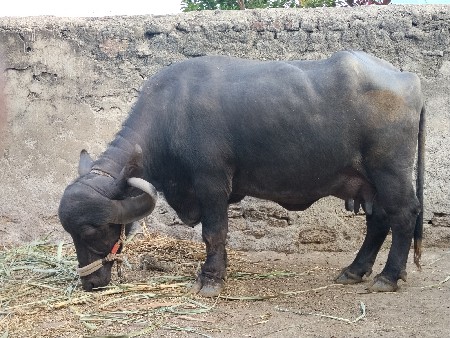 વેચવાની છે ત્રીજુ વેતર ભેંસ
