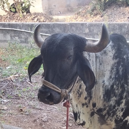પેલું વેતર ગાભણી છે  10 દિવસ ની