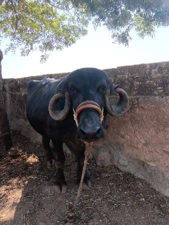 ભેંસ વેચવાની છે