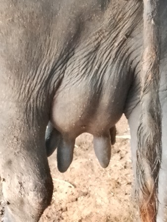 ભેંસ વેચવાની છે