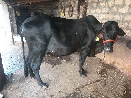 ગીર કૉસ છે