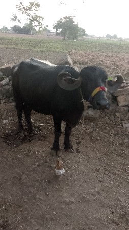 ભેંસ વેચવાની છે