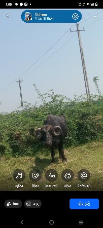 ખડેલુ વેચવાનું છે