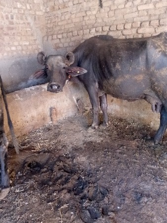 ભેંસ વેચવાની છે