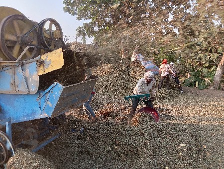મગફલીનો સારો જિ 20