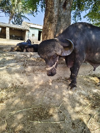 પાડો વેચવા નો છે