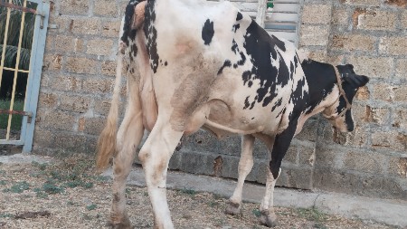 1 વેતર છે