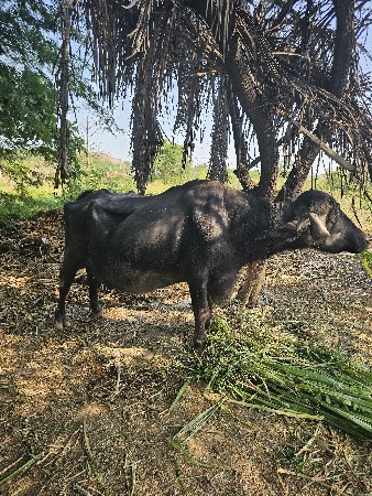 વેચવાની