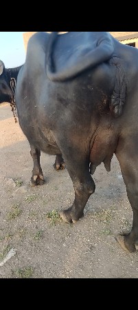 ભેંશ