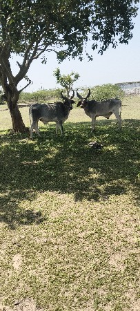 વાછડા વેચવાના છે