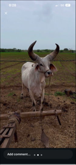 Godhla