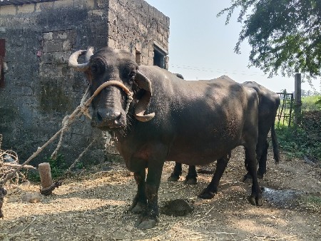 ભેંસ વેચવની છે