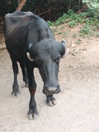 જાફરાબાદી ટોપલી ખડેલી વેચવાની છે