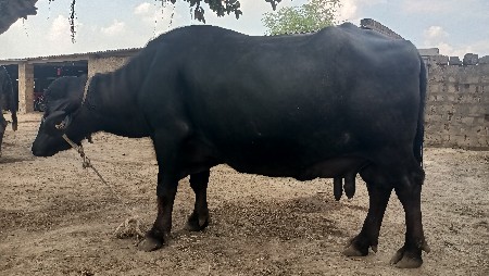 ભેંસ વેચવાની છે