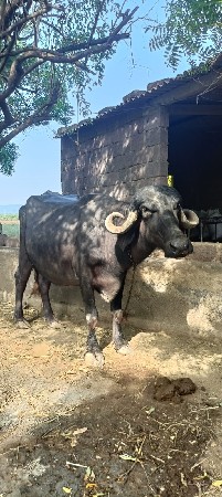 વ