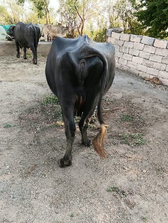 ભેસ વેચવાની છે