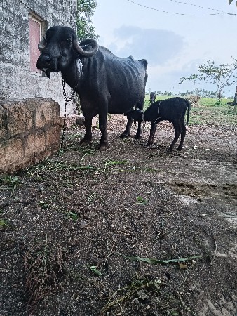 ભેંસ