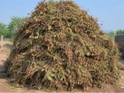માંડવીયું વેચવાનું છે