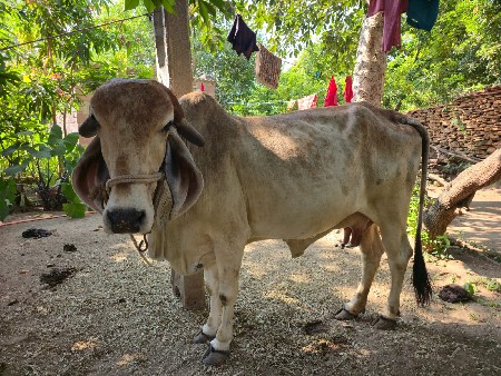 ગાય વેચવા ની છે