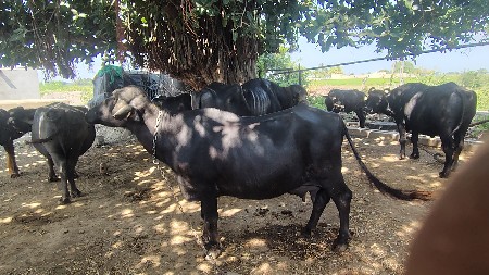 ભેંસ વેચવાની છે