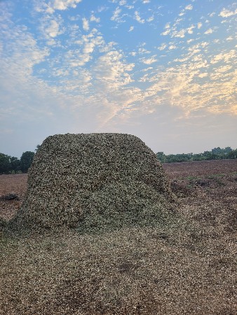 મગફળીનો પાલો વેકવાનો છે.