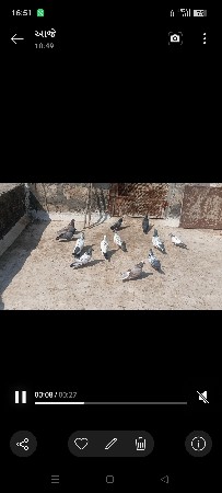 13/14 નગ છે 250 નગ સાવ ભાવ માંજ