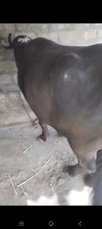 bhes vechavani che