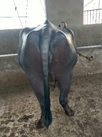 ભેંસ વેચવાની છે