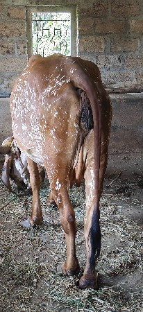 ગીર હોડકી વેસવાની છે