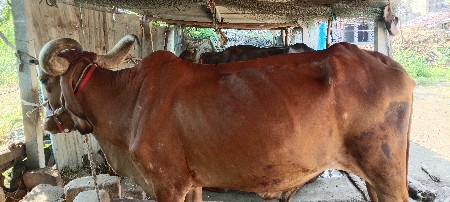 ત્રીજી ધર
