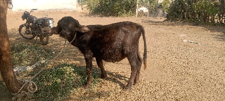 naked fashion Taluka