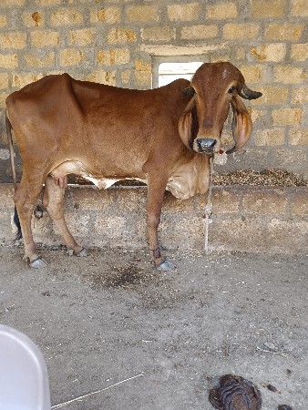 ગાય