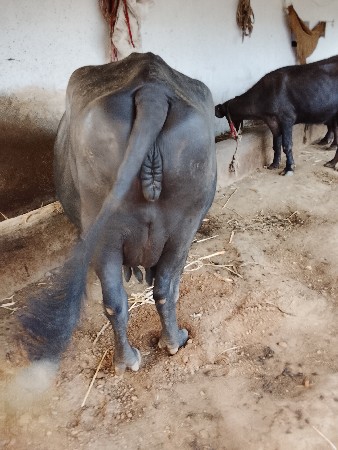 રામભાઈ ડેર