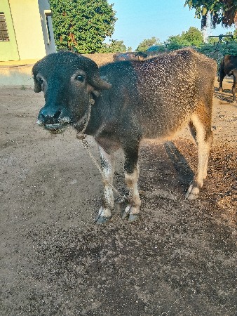 આ પાડો વેચવાનો છે
