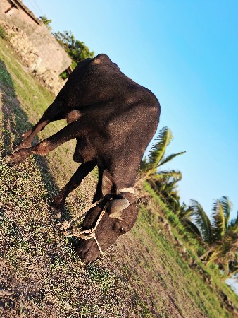 ખદેલી વેસવાની સે