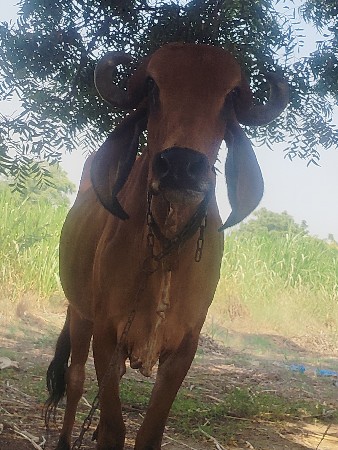 ગીર ગાય વેચવાની છે