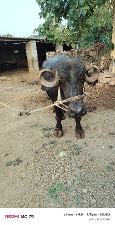 ભેસ વેચવાની છે