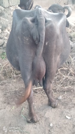 8 થી 10 દિવસ ની કાસી સે..