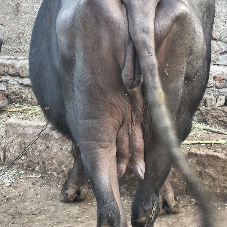 ખડેલી વેચવાની છે