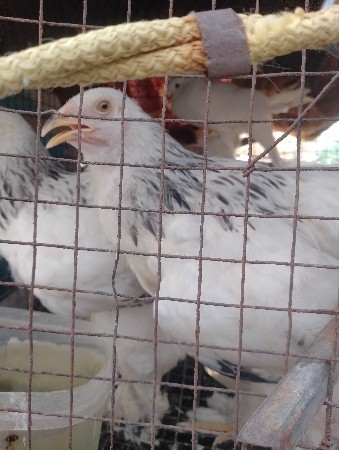 Brahmaa  female 3 vecwana  cha