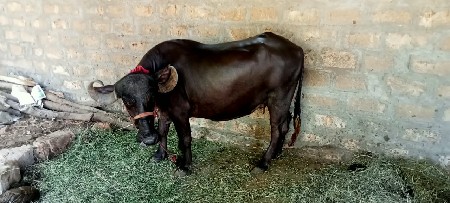 ભેંસ વેચવાની છે