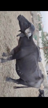 ભેંસ વેચવાની છે. 5 દિવસ ની કાચી