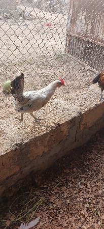 દેશી, સોનાલી. વેચવાના છે.